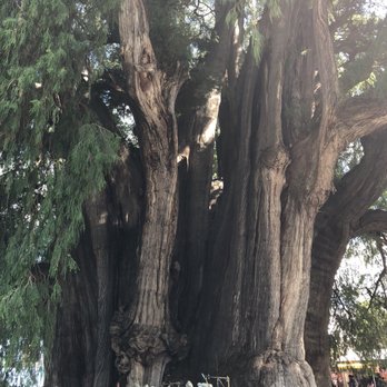 Árbol del Tule - The widest tree in the world! - Landmarks & Historical Buildings Near Me - Santa María El Tule, OAX