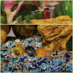 Big Al's Aquarium Services - My purchases from Big Al's.  Unfortunately, the fishies weren't the greatest pics. But the snails are so cool!!!