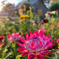 Sonoma Grey Barn Farm - Straw flowers