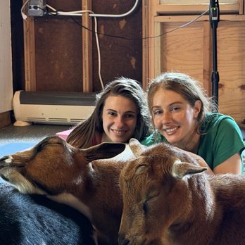 Goat Yoga Joy - Yoga Near Me - Woodstock, Illinois