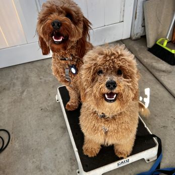 Up Dog LA - Pet Training Near Me