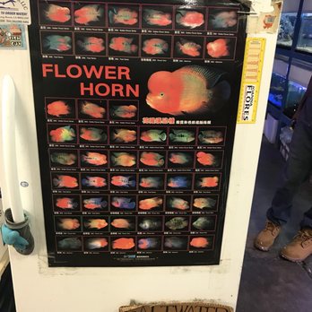 Tiki's Tropical Fish - Local Fish Stores Near Me - Bellflower, California Tiki's Tropical Fish - Local Fish Stores Near Me - Bellflower, California