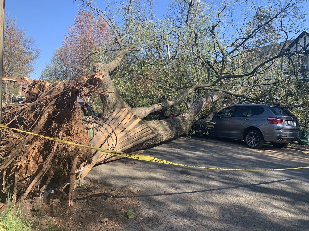 TREEMAN 11 Photos Tree Services 16201 Batson Rd, Spencerville, MD