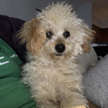 Groomies - Pet Groomers Near Me - Chicago, Illinois Groomies - Pet Groomers Near Me - Chicago, Illinois