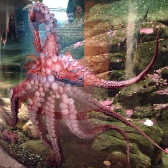Seattle Aquarium - Aquariums Near Me - Seattle, Washington Seattle Aquarium - Aquariums Near Me - Seattle, Washington