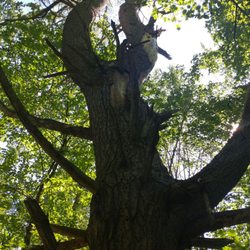 Silver Brook Trail - The Very Old Pine Tree.