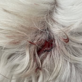 Cali Pets - Before seeing the vet. - Pet Groomers Near Me