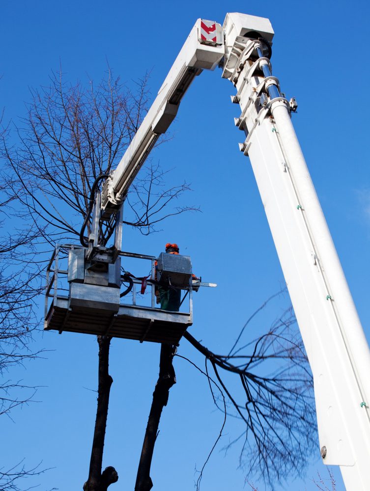 Warwick Tree Pros - tree service in Warwick, RI