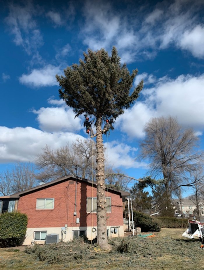 Cascade Tree Services - tree service in Payson, UT
