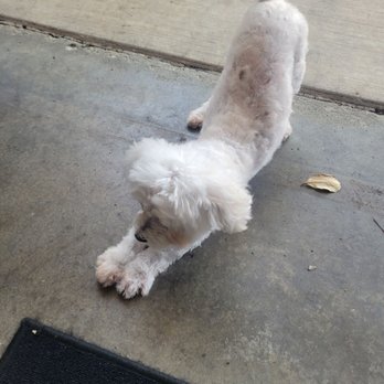 Mobile Dog Grooming - Pet Groomers Near Me - Irvine, California Mobile Dog Grooming - Pet Groomers Near Me - Irvine, California