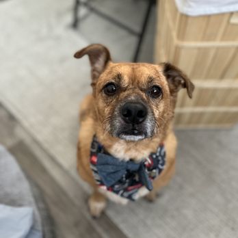 bark! bark! - Pet Groomers Near Me - Signal Hill, California bark! bark! - Pet Groomers Near Me - Signal Hill, California