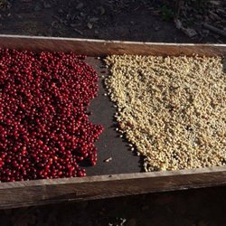 Star Beans Coffee Roaster - Green Coffee