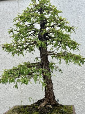 National Bonsai & Penjing Museum by null