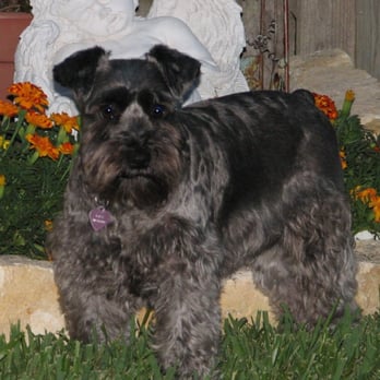 Integrity Pet Services - Pet Sitting Near Me Integrity Pet Services - Pet Sitting Near Me