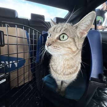 Petfolk Veterinary & Urgent Care - Far North Central - Veterinarians Near Me - San Antonio, Texas