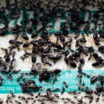 Orkin Canada Pest Control - Pest Control Near Me - Coquitlam, British Columbia Orkin Canada Pest Control - Pest Control Near Me - Coquitlam, British Columbia
