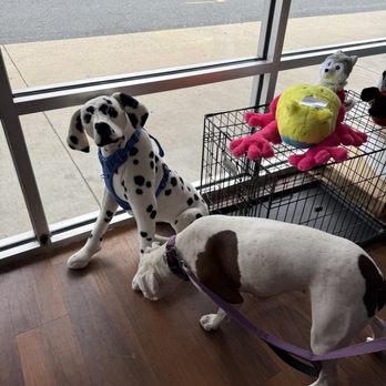 Yarn & Bone Pet Supply - Pet Groomers Near Me - Georgetown, Delaware