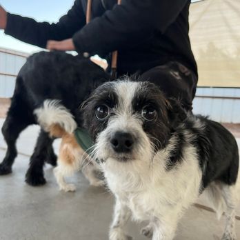 Pet Bnd - Pet Boarding Near Me - Albuquerque, New Mexico