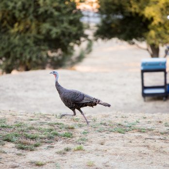 Sacred Mountain Retreat - I love the wildlife here! Photo credit to Jen Z Photography (www.JenZPhoto.com) - Venues & Event Spaces Near Me - Julian, California Sacred Mountain Retreat - I love the wildlife here! Photo credit to Jen Z Photography (www.JenZPhoto.com) - Venues & Event Spaces Near Me - Julian, California