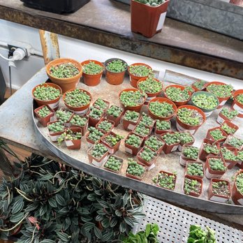 Ceremony Botanical Studio - Nurseries & Gardening Near Me - Wimberley, Texas