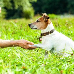 Howies Happy Dog Training and Development