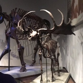 Field Museum - Museums Near Me - Chicago, Illinois Field Museum - Museums Near Me - Chicago, Illinois