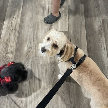 Brush N Pupps Grooming - Pet Groomers Near Me - Moreno Valley, California