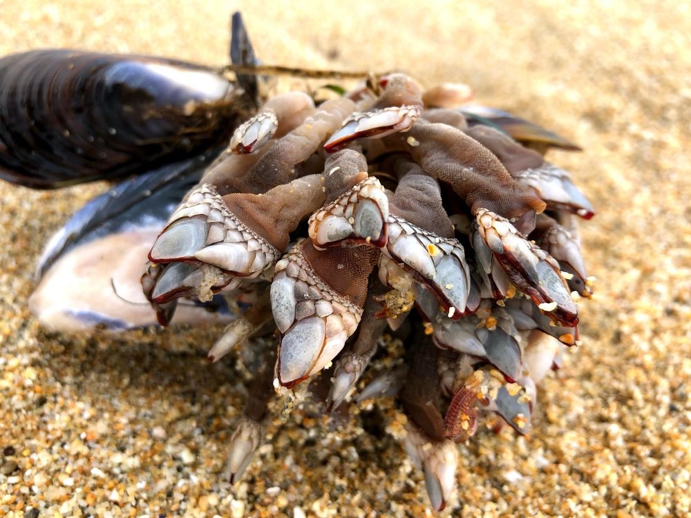 Montara State Beach
