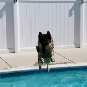 Oak Glen Kennels - Suuuuper Dog! - Pet Breeders Near Me Oak Glen Kennels - Suuuuper Dog! - Pet Breeders Near Me