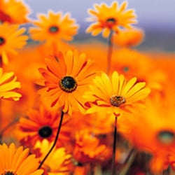 Coldwater Flowers on the Corner