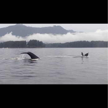 Sitka Wildlife Tours - Tours Near Me - Sitka, Alaska Sitka Wildlife Tours - Tours Near Me - Sitka, Alaska