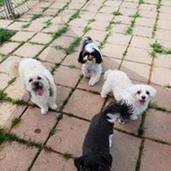 Paradise Pet Resort - Lil dogs get together - Pet Sitting Near Me - Springfield, Ohio Paradise Pet Resort - Lil dogs get together - Pet Sitting Near Me - Springfield, Ohio