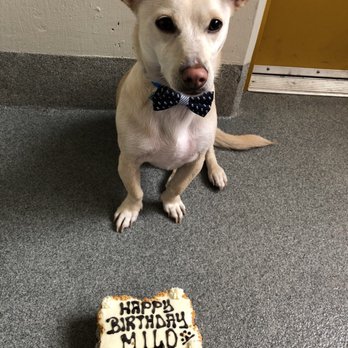 Le Marcel Bakery For Dogs - Pet Stores Near Me - San Francisco, California