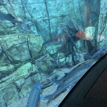 Downtown Aquarium - Museums Near Me - Denver, Colorado Downtown Aquarium - Museums Near Me - Denver, Colorado