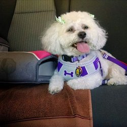 Top Breed Dog & Cat Grooming - Lola has been going to Top Breed For 9 years . I have total trust in Betty .