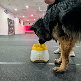 The Handsome Hounds - Pet Training Near Me - Parma, Ohio