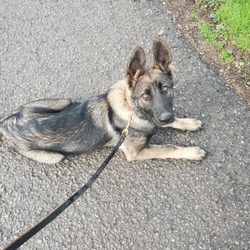 Artisan Dog Training - Cassie at boot camp!