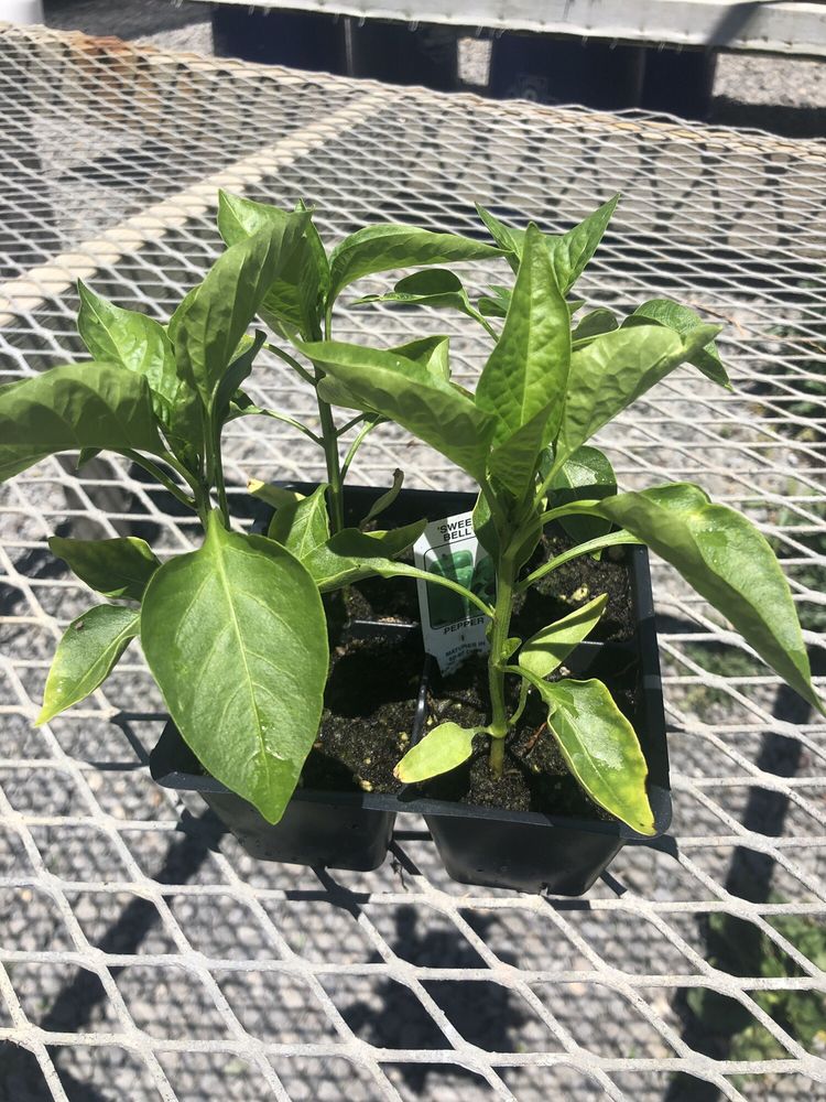 BRENCKLE’S ORGANIC FARM & GREENHOUSE Updated June 2024 768 Glen