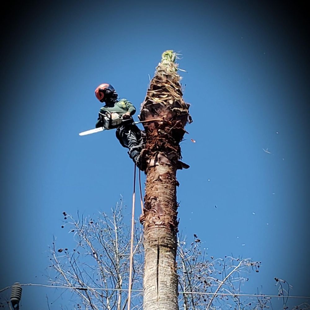 GREEN EARTH TREE SERVICE Updated October 2024 Magnolia, Texas