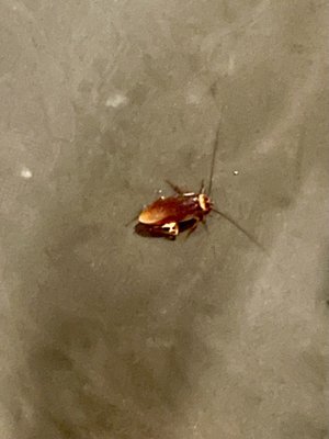 Pub Thirty Two by null