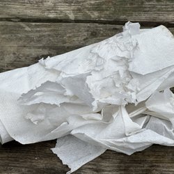 Kirby Cove - Raccoon damage