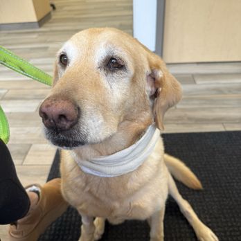 Summit Veterinary Referral Center - This was immediately after her appointment with her regular pediatrician where we drained the abscess. - Veterinarians Near Me - Tacoma, Washington