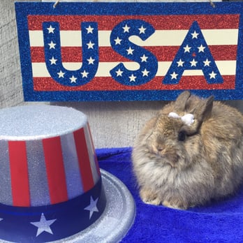 Misty Blue's Bunnies - Pet Sitting Near Me - Concord, North Carolina Misty Blue's Bunnies - Pet Sitting Near Me - Concord, North Carolina