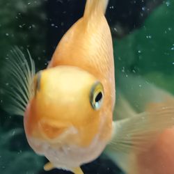 Niagara Falls Buffet - Goldfish in the huge fish tank