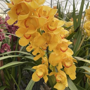 The Flower Fields - Those orchids were simply gorgeous! - Venues & Event Spaces Near Me - Carlsbad, California The Flower Fields - Those orchids were simply gorgeous! - Venues & Event Spaces Near Me - Carlsbad, California