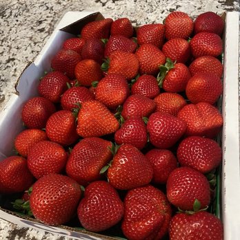 Las Posas Berries - The sweetest Las Posas Berries - Farmers Market Near Me - Camarillo, California