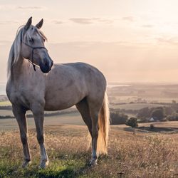 Temecula Valley Veterinary