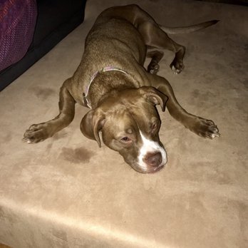 Petplan Pet Insurance - Lola now...just waiting for her surgery in 2 weeks.  Poor baby girl has no idea what she's in for! - Pet Insurance Near Me