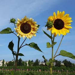 Ramirez Farm - Sunflowers