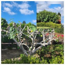GreenWorks Landscaping - Trimming.